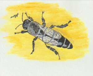 Three Counties Black Bee Breeding Group