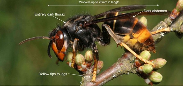 Asian hornet