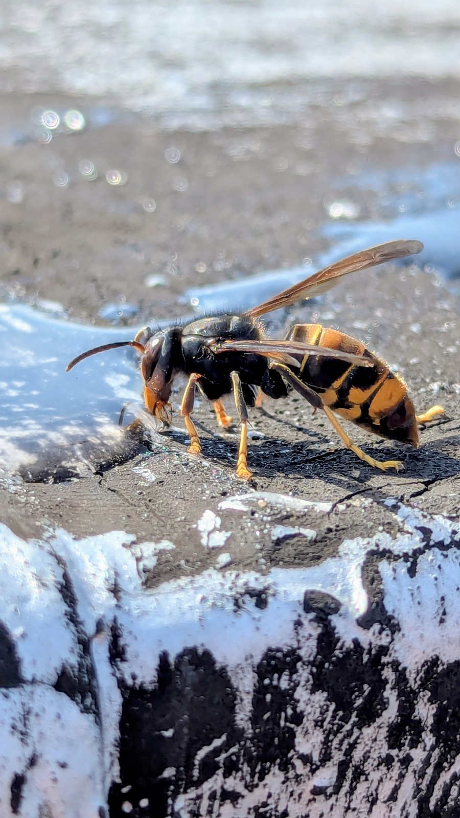 An Asian Hornet filmed at a bait station in Cork