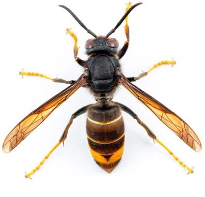 asian hornet