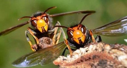 yellow legged hornet